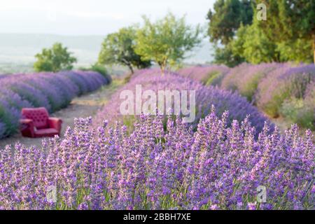 Lavendelfarm. Perfekte lilafarbene Lavendelfarm in der Türkei. Stockfoto