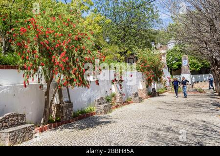 Rote Abfüllbürste, Kallistemon-Arten, mit Menschen, die vorbei laufen, alte, Algarve, Portugal Stockfoto