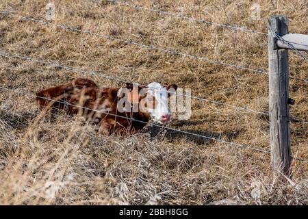 Ein neugeborenes Baby-Kalb, das im Gras in Saskatchewan, Kanada, liegt Stockfoto