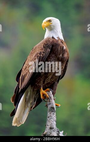 Nahaufnahme eines baltischen Adlers, Haliaetus leucocephalus, im Echo Lake Provincial Park in der Nähe von Lumby, British Columbia, Kanada. Stockfoto