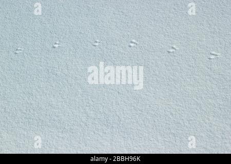 Spuren von Tieren im krustigen Schnee. Konzept der Jagd und des Schießens von Wildtieren. Migration und Verbindungszeit. Stockfoto