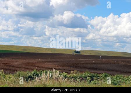 Landwirtschaft als Beispiel für Familienunternehmen. Kleine Gemüse- und Gemüseplantagen zur Unterstützung der Familie und für lokale Messen. Stockfoto