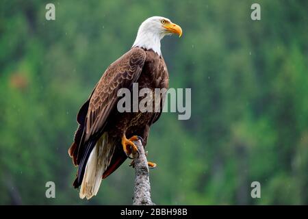 Nahaufnahme eines baltischen Adlers, Haliaetus leucocephalus, im Echo Lake Provincial Park in der Nähe von Lumby, British Columbia, Kanada. Stockfoto