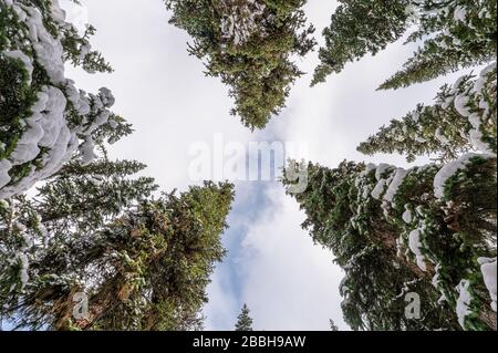 Tiefwinkelblick, Pine Trees mit schneebedecktem und bewölktem Himmel im Winter im Nationalpark Stockfoto