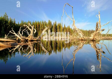 Reflexion der Bäume am Beaver Lake bei Sonnenaufgang, Lake Country, British Columbia, Kanada Stockfoto
