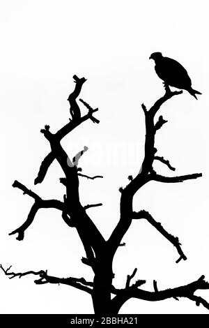 Silhouette eines Beutetiers, Pandion haliaetus, oben auf einem Baum. Schwarzweißfoto Stockfoto