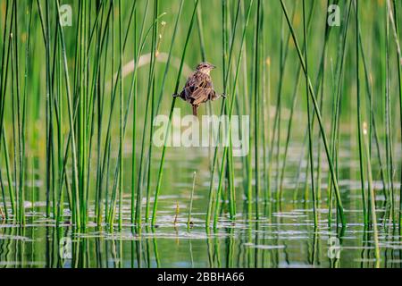 Weiblicher Rote-Winged Black Bird am Vaseux Lake, Okanagan Valley von British Columbia, Kanada. Stockfoto