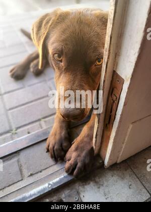 Süßer Schokoladenlabrador, der an der Tür auf dem Boden liegt Stockfoto