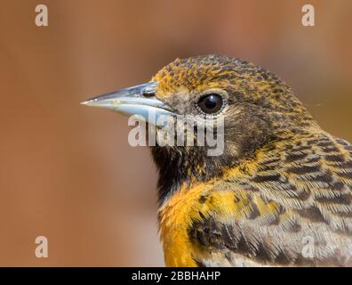 Baltimore Oriole, Icterus galbula, Porträt in Saskatoon, Saskatchewan Stockfoto