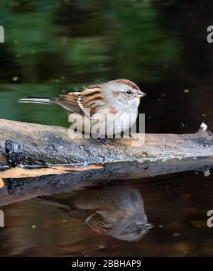 American Tree Sparrow, Spizella arborea, an einem Hinterhofteich in Saskatoon, Kanada Stockfoto