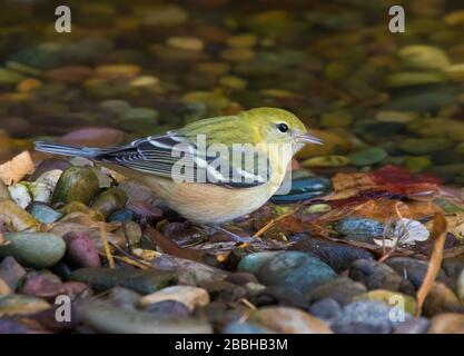 Ein Fallgefieder-Bay-Breasted Warbler, Setophaga castanea an einem Teich in Saskatoon, Kanada Stockfoto