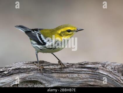 Ein schwarz gekehlter grüner Hexer, Setophaga Virens, im Herbst in Saskatoon, Saskatchewan Stockfoto