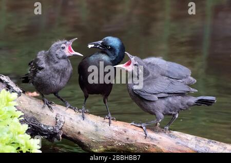 Common Grackle, Quiscalus quiscula, füttert seine Küken an einem Teich in Saskatoon, Saskatchewan, Kanada Stockfoto