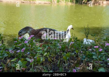 Es gibt ein paar Enten, die auf der Suche nach Nahrung im Gras und in Blumen sind. Foto wird im öffentlichen Park gemacht. Neben dem See stehen Enten Stockfoto