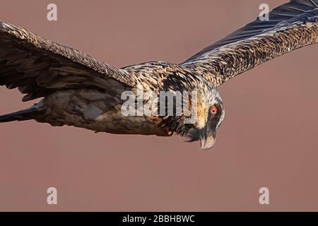 Lammergeier, Drakensberg Mountains, Südafrika Stockfoto