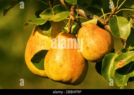 Reife rote Birnen hängen an einem Zweig von Birnbaum im Garten, gezungtes Bild. Stockfoto