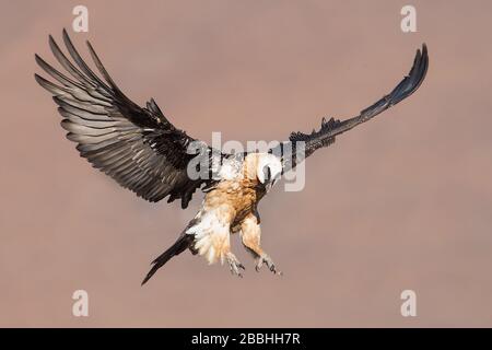 Lammergeier, Drakensberg Mountains, Südafrika Stockfoto