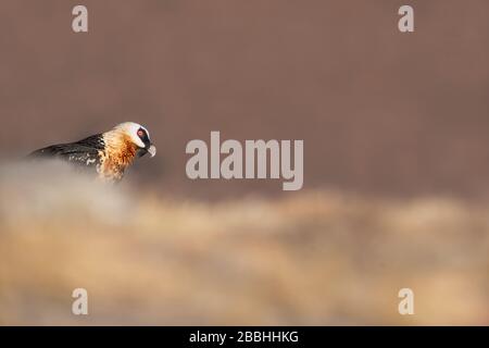 Lammergeier, Drakensberg Mountains, Südafrika Stockfoto