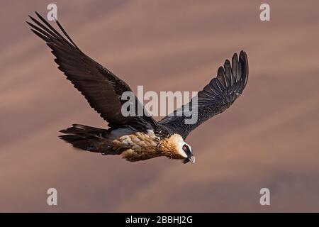 Lammergeier, Drakensberg Mountains, Südafrika Stockfoto