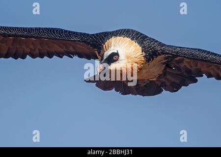 Lammergeier, Drakensberg Mountains, Südafrika Stockfoto