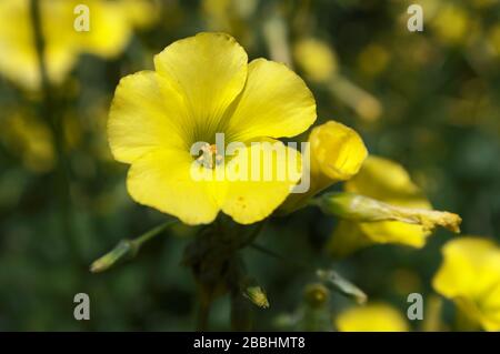 Gelbe Oxalis Pes-Caprae-Blume auf einer Wiese Siziliens Stockfoto