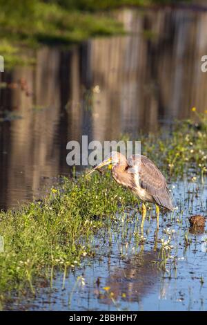 Tricolored Heronjagd in Gewässern Rand Stockfoto