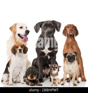 Verschiedene Rassehunde auf weißem Hintergrund Stockfoto