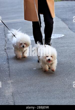 Weiße Bichon-Frize-Hunde gehen in Begleitung ihrer Herrin auf dem Asphaltstreifen an der Leine. Stockfoto