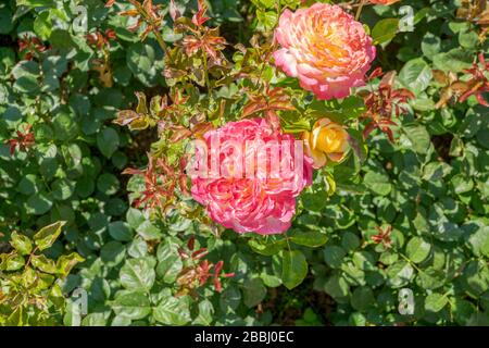 Das sind ausgezeichnete Rosenstöcke und Blumen in einem öffentlichen Garten. Die Blumen haben sowohl rosafarbene, rote als auch gelbe Farbe. Sie sind so knallig und hell. Stockfoto