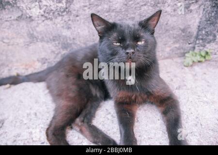 Schwarze Erwachsene streunende Katze, die am Ende des Tages auf dem schmalen Bürgersteig einer alten Straße liegt. Stockfoto