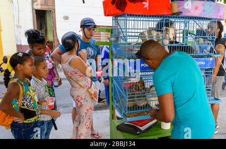 Streer-Anbieter verkauft Hunde, Paza Cristo, Havanna Vieja, Kuba Stockfoto