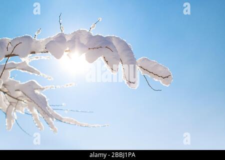 Mit weißem Frost bedeckte Baumzweige gegen einen blauen Himmel Stockfoto