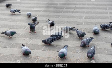 Auf dem Boden stehen Dutzende Tauben. Sie essen, kämpfen, machen Liebe und leben zusammen. Stockfoto