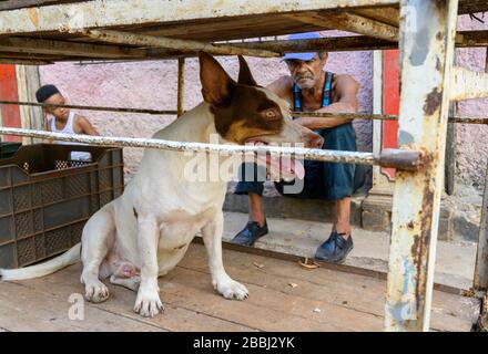 Hund, Havanna Vieja, Kuba Stockfoto