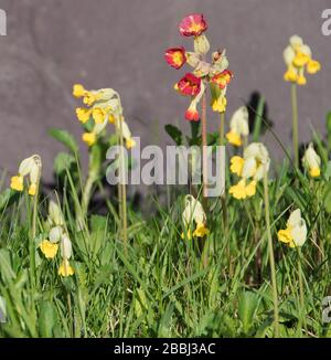 Primula veris Cowslips im Kirchhof der St Bartholomew's Church Welby Stockfoto