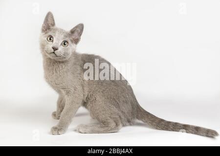 Studiofotografie einer russischen blauen Katze auf farbigen Hintergründen Stockfoto