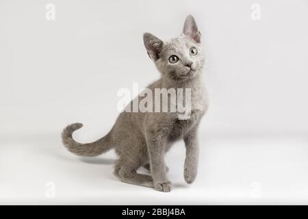 Studiofotografie einer russischen blauen Katze auf farbigen Hintergründen Stockfoto