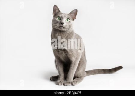Studiofotografie einer russischen blauen Katze auf farbigen Hintergründen Stockfoto