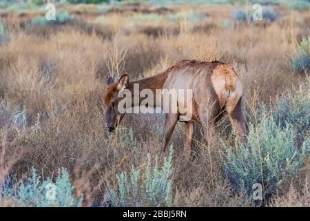 Kuh Elk, Cervus elaphus, füttert in einem Grasland bei der Dämmerung im Chaco Canyon, Chaco-Kultur-Nationalpark, New Mexico, USA Stockfoto