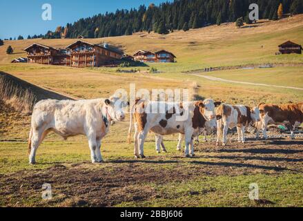 Schöne Kühe und Kälber auf der Wiese mit grünem Gras Stockfoto