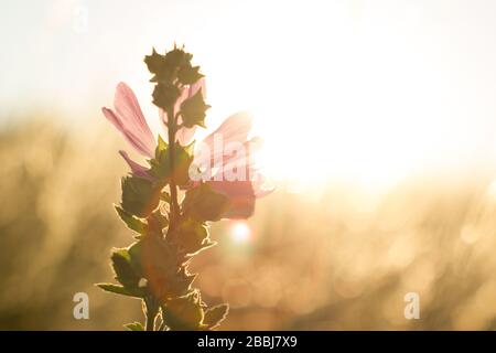 Nahaufnahme der malligen moschatartigen Art der Mallow, die in Wiesen und Graben der Tian Shan Berggebiete in Goldfarbe Sonnenuntergang Lichthintergrund wächst Stockfoto