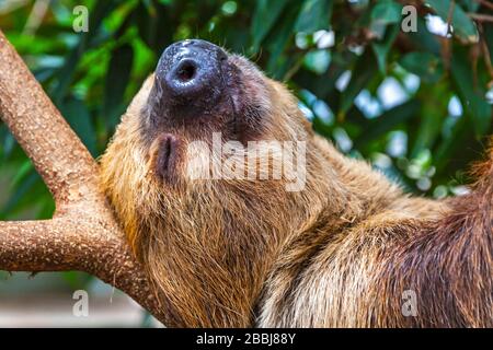 Süße, braun gekehlte dreitochige Faultierchen, die an einem Baum krabbeln. Nahaufnahme im Hochformat Stockfoto