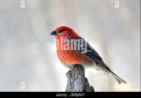 Ein Nahbild eines Pine-Grosbeak-Vogels "Pinicola enucleator", der auf einem Fichtenzweig im ländlichen Alberta Kanada thront. Stockfoto