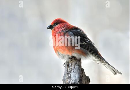 Ein Nahbild eines Pine-Grosbeak-Vogels "Pinicola enucleator", der auf einem Fichtenzweig im ländlichen Alberta Kanada thront. Stockfoto