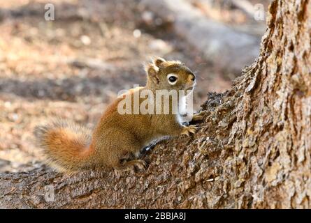 Eine Seitenansicht eines jungen Rothörnchens "Tamiasciurus hudsonicus", das bereit ist, einen Baumstamm aus Fichten im ländlichen Alberta Kanada zu besteigen. Stockfoto