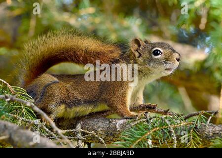 Ein Nahbild eines wilden Rothörnchens "Tamiasciurus hudsonicus", das auf einem Baumzweig im ländlichen Alberta Kanada sticht Stockfoto