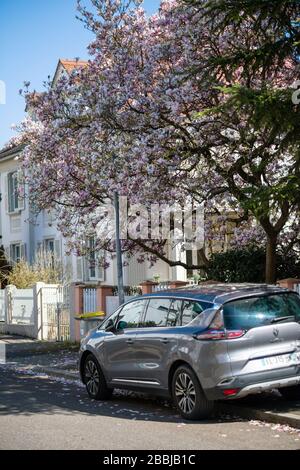 Straßburg, Frankreich - 22. März 2020: Rückansicht des neuen Kleintransporters Renault Initiale, der auf einer französischen Straße unter magnolienbaum in Blüte steht Stockfoto