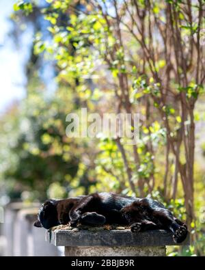 Auf der Suche nach Liebe schöne elegante schwarze Katze, die auf einem sonnigen Wetter aus Stein ruht Stockfoto