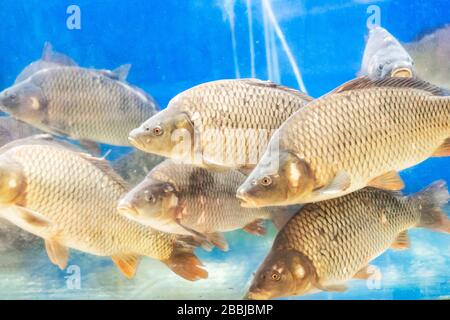 Viele Fische im Aquarium Stockfoto