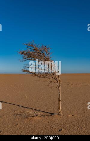 Der kleine Baum mitten in der Wüste Sahara. Tschad, Afrika Stockfoto